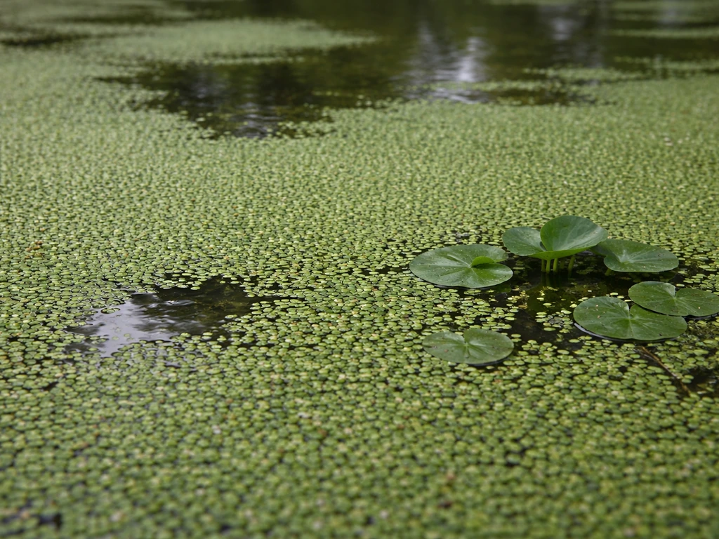 Macro of dense green duckweed mats on still pond water with small open patch beside them.